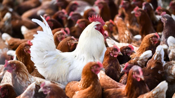 Eine 59 Jahre alte Person sei in Mexiko-Stadt am 25. April nach einer Infektion mit dem Virus A(H5N2), einem Vogelgrippe-Subtyp, gestorben, hei&szlig;t es in einer Mitteilung der WHO. - &copy; Felix K&auml;stle/dpa