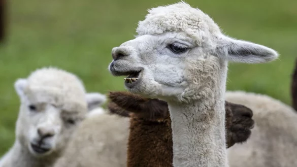 In Bonn musste die Feuerwehr mehrere Lamas verfolgen. (Symbolbild) - &copy; Peter Schneider/KEYSTONE/dpa