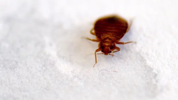 Bettwanzen verstecken sich etwa in Betten, in M&ouml;belfugen oder Ritzen. - &copy; Arno Burgi/dpa-Zentralbild/dpa