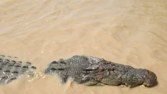 Vom Angreifer zum Festessen: &Uuml;ber Monate lauert ein Krokodil Einwohnern einer australischen Aborigine-Gemeinde auf. Bis sich die Menschen wehren. (Symbolbild) - &copy; Neda Vanovac/AAP/EPA/dpa