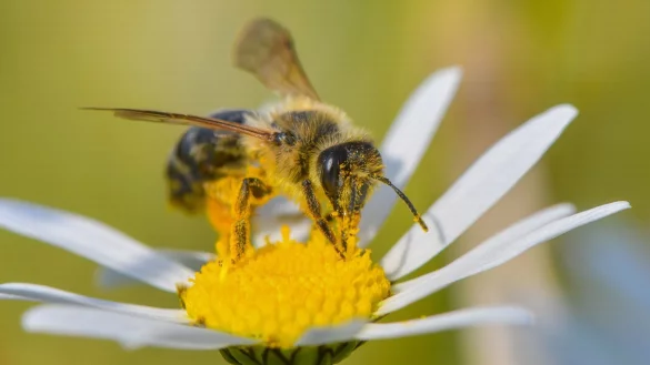 Auf der Suche nach Nektar: Mit einer bienenfreundlichen Bepflanzung k&ouml;nnen G&auml;rtnerinnen und G&auml;rtner die kleinen Tiere gl&uuml;cklich machen. - &copy; Patrick Pleul/dpa-Zentralbild/dpa