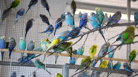 Zahlreiche Wellensittiche sitzen in einer Voliere im Tierheim. - &copy; Carmen Jaspersen/dpa