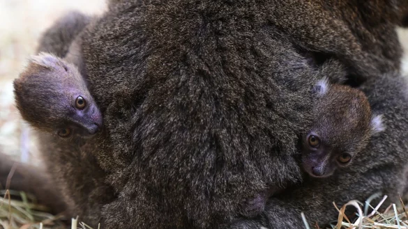 Momentan tr&auml;gt Izy ihre Mitte Juni geborenen Kleinen noch rund um die Uhr am Bauch. - &copy; Marcel Vogelf&auml;nger/K&ouml;lner Zoo/dpa