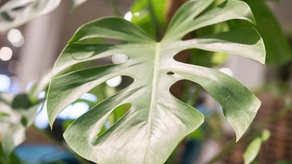 Die Monstera ist leicht zu erkennen: Sie hat bis zu 50 Zentimeter gro&szlig;e Bl&auml;tter in sattem Gr&uuml;n, die an den Seiten tiefe Kerben entwickeln. - &copy; Robert G&uuml;nther/dpa