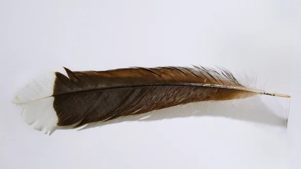 Die Feder des ausgestorbenen Huia-Vogels hat bei einer Auktion in Neuseeland einen Rekordpreis erzielt. - &copy; Webb\'s/dpa