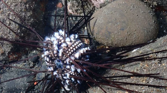 Ein infizierter Seeigel auf der Insel La R&eacute;union. - &copy; Jean-Pascal Quod/dpa