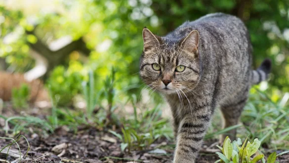 Freig&auml;nger-Katzen k&ouml;nnen im Fr&uuml;hling zur Gefahr f&uuml;r fl&uuml;gge werdende Jungv&ouml;gel werden. - &copy; Franziska Gabbert/dpa-tmn/dpa