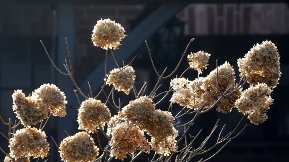 Auch verbl&uuml;ht haben sie noch ihren Reiz: Hortensienbl&uuml;ten im Herbst. - &copy; Bernd W&uuml;stneck/dpa-Zentralbild/ZB