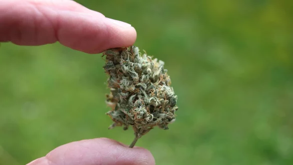 Der Bundestag hat die kontrollierte Freigabe zum 1. April beschlossen. Jedoch steht noch die Entscheidung des Bundesrates aus. - &copy; Karl-Josef Hildenbrand/dpa