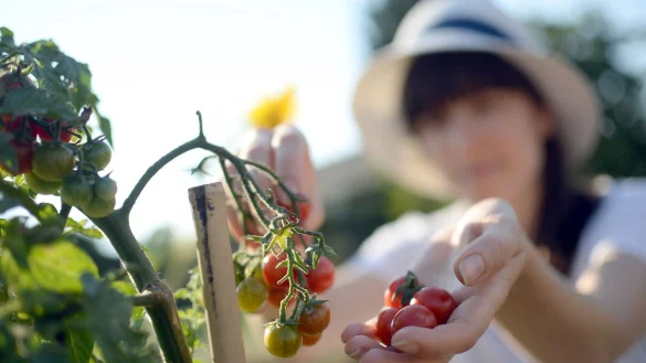 Tomaten f&uuml;r den Garten? Daf&uuml;r eignen sich etwa Sorten wie &laquo;Fr&uuml;hzauber&raquo;, &laquo;Homosa&raquo; oder die Datteltomaten &laquo;Elfin&raquo; und &laquo;Fioline&raquo;. - &copy; Britta Pedersen/dpa-Zentralbild/dpa