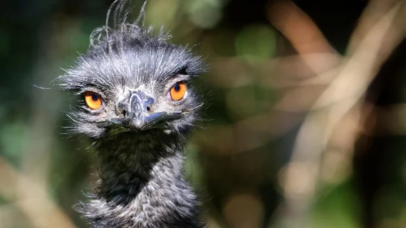 Ein in einem Zoo lebendes Emu steht in seinem Gehege. - &copy; Roland Weihrauch/dpa/Archivbild