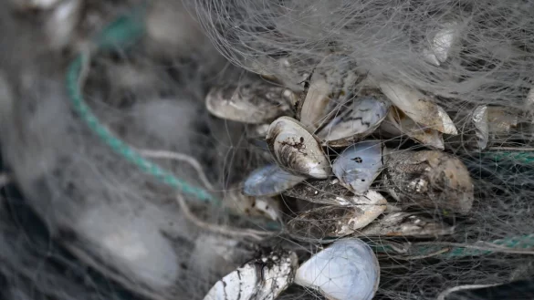 Ein Problem, mit dem mehrere Seen k&auml;mpfen: Die Quagga-Muschel vermehrt sich sehr schnell. - &copy; Felix K&auml;stle/dpa
