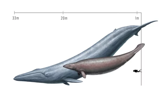 Urspr&uuml;nglich sch&auml;tzten Forscher die Masse von Perucetus aufgrund seiner dicken Knochen als gr&ouml;&szlig;er ein als die eines Blauwals. - &copy; Cullen Townsend/-/dpa