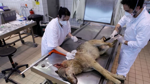 Auf dem Seziertisch wird ermittelt, wie der Gesundheitszustand der W&ouml;lfe war. - &copy; Marielle van Uitert/Leibniz-IZW/dpa