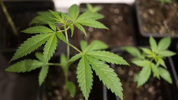 Ob im Haus oder im Garten: Hanf ist ziemlich gen&uuml;gsam, robust und verzeiht einiges an Fehlern. - &copy; Sebastian Gollnow/dpa