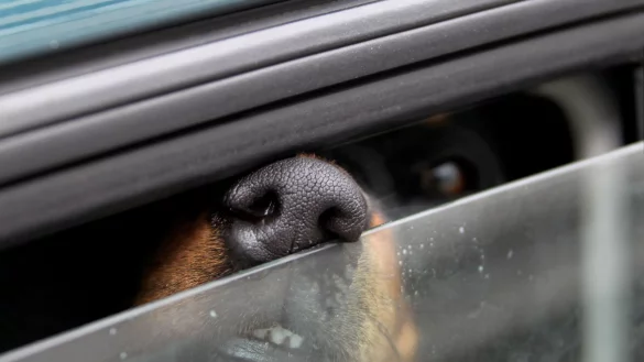 ILLUSTRATION - Die Luft im Auto heizt schnell auf. F&uuml;r Hunde kann das gef&auml;hrlich werden. - &copy; Stephan Jansen/dpa