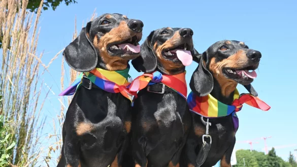 Nach wie vor eine beliebte Hunderasse in Deutschland: der Dackel (Symbolbild) - &copy; D&uuml;ren/dpa