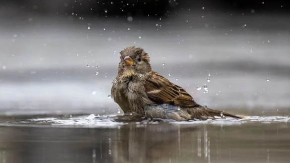 Ein Spatz badet in einer Pf&uuml;tze. - &copy; Monika Skolimowska/dpa/Symbolbild