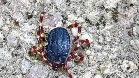 Eine Zecke der tropischen Gattung Hyalomma - gesichtet in Bobenheim-Roxheim (Rhein-Pfalz-Kreis). - &copy; Susanne Mengelberg/Privat/dpa