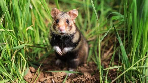 Ein Feldhamster sitzt auf einem Feld im Gras. - &copy; Oliver Berg/dpa