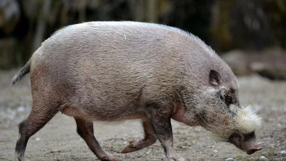 Die Pandemie habe gravierende Auswirkungen nicht nur auf Tiere, warnen Experten. - &copy; Frank Leonhardt/dpa