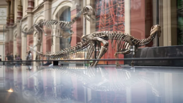 Dysalotosaurus lettowvorbecki: Der Name des Dinosauriers bezieht sich auf Paul von Lettow-Vorbeck, der als deutscher Offizier am V&ouml;lkermord an den Herero und Nama beteiligt war. - &copy; Sebastian Gollnow/dpa