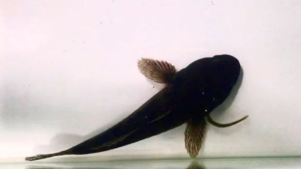 Verschluckt und schon im Magen: Manche Aale überleben das, indem sie den Rückwärtsgang einlegen. - © Yuha Hasegawa and Yuuki Kawabata/ Nagasaki University/dpa