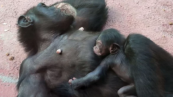 Im Gelsenkirchener Zoo ist ein kleiner Schimpanse auf der Au&szlig;enanlage zur Welt gekommen. Der kleine Affe ist noch namenlos. - &copy; -/ZOOM Erlebniswelt/dpa