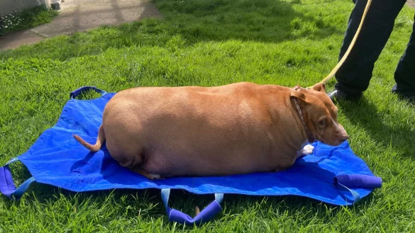 Nuggi konnte sich am Ende kaum noch auf den Beinen halten. (Archivbild) - &copy; -/Spca Supplied/dpa