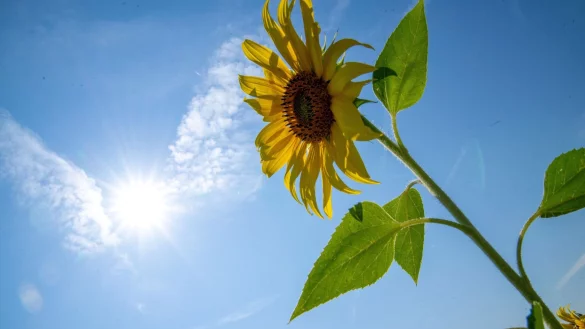 Der Wetterdienst erwartet am Sonntag Temperaturen von bis zu 34 Grad (Archivbild). - &copy; Pia Bayer/dpa
