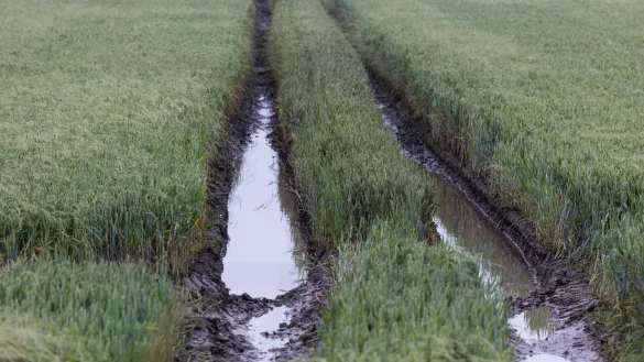 Wasser steht auf einem noch grünen Weizenfeld. - © Rolf Vennenbernd/dpa