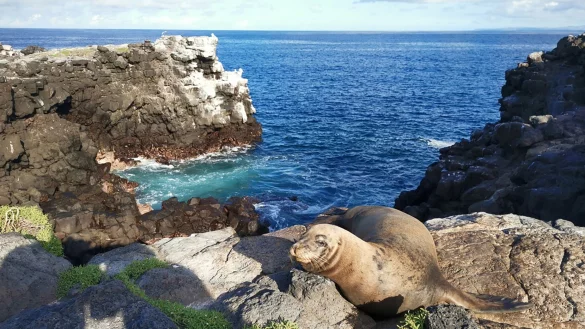 Pr&auml;sente Bewohner der Gal&aacute;pagos-Welt: Seel&ouml;wen. Ein Exemplar hangelt sich geschickt die Klippen hinauf. - &copy; Michael Juhran/dpa-tmn