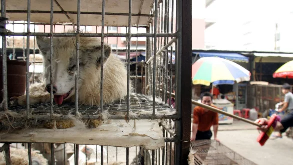 Marderhunde liegen in engen K&auml;figen auf einem Markt in China. (Archivbild) - &copy; Paul Hilton/epa/dpa