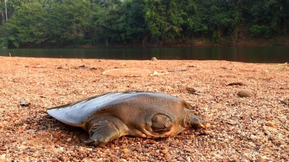 Cantors Riesen-Weichschildkr&ouml;ten sind in Fl&uuml;ssen S&uuml;d- und S&uuml;dostasiens heimisch. - &copy; Ayushi Jain/Oryx/dpa