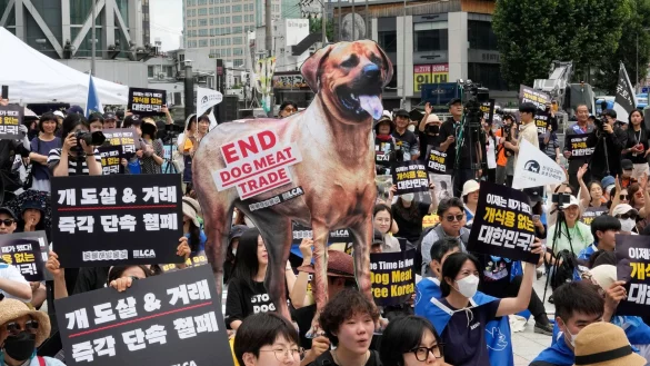 Tiersch&uuml;tzer veranstalten eine Kundgebung gegen die traditionelle Kultur des Verzehrs von Hundefleisch in S&uuml;dkorea. - &copy; Ahn Young-joon/AP