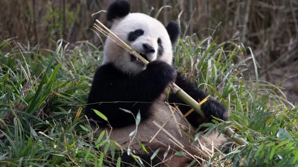 Pandaweibchen Meng Meng l&auml;sst es sich im Zoo Berlin schmecken. - &copy; Paul Zinken/dpa