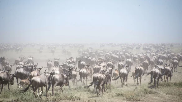 Tausende Gnus im Serengeti Park (Archivbild). - &copy; Gioia Forster/dpa