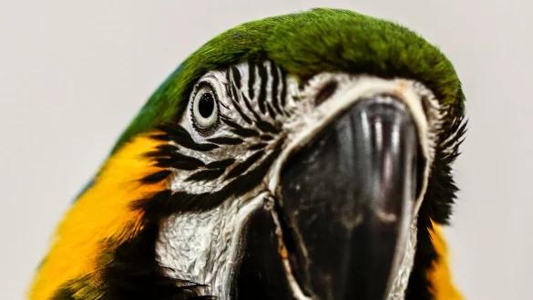 Der Papagei war seinem Besitzer entflohen. (Symbolfoto) - &copy; picture alliance / dpa