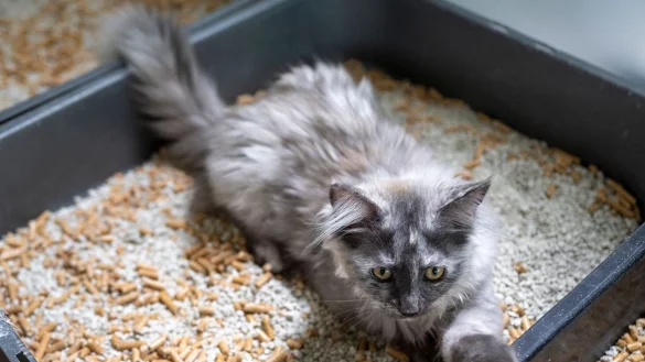 Katzen nehmen saubere Klos besser an. F&uuml;r eine einfache Reinigung sollte die Streu-Produkte Fl&uuml;ssigkeit gut binden. - &copy; Monika Skolimowska/dpa