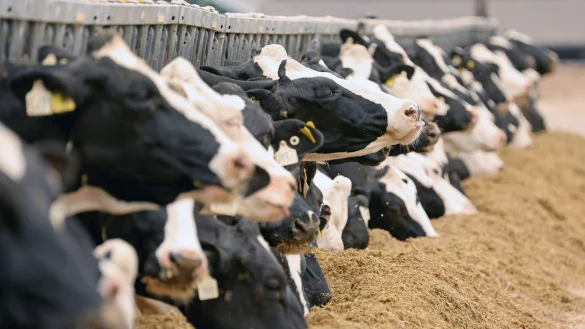 Milchk&uuml;he in einem Gut. - &copy; Bernd W&uuml;stneck/dpa/Archivbild