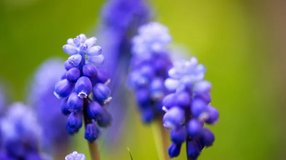 Hyazinthen sind vor allem f&uuml;r Haustiere giftig. - &copy; Arno Burgi/dpa-Zentralbild/dpa