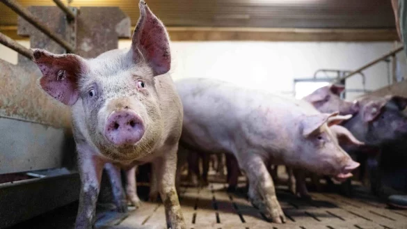 Schweine-Mastbetrieb in Niedersachsen. - &copy; Sina Schuldt/dpa