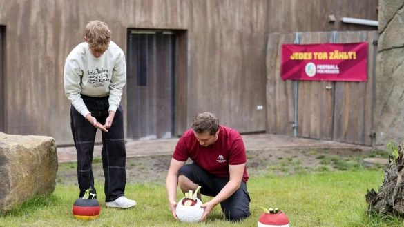 Zwei Tierpfleger bauen im Allwetterzoo in M&uuml;nster die drei B&auml;lle auf, bevor Tapir Theo das EM-Spiel Deutschland - Ungarn tippt. - &copy; Christoph Reichwein/dpa