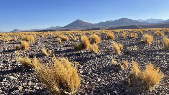 Die Atacama ist eine der trockensten Gegenden der Welt. Was nicht bedeutet, dass es dort keine Pflanzen oder Tiere g&auml;be, die sich an die widrigen Bedingungen angepasst haben. - &copy; Manuel Meyer/dpa-tmn/dpa