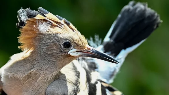 Ein Wiedehopf wird von einem Vogelberinger in Sielmanns Naturlandschaft Do?beritzer Heide in der Hand gehalten, um die K&uuml;ken im Nest beringen und wiegen zu k&ouml;nnen. - &copy; Jens Kalaene/dpa
