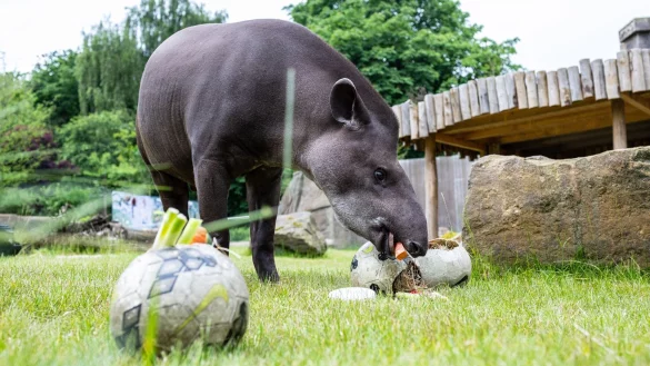 W&auml;hrend eines &ouml;ffentlichen Trainings f&uuml;r die Presse demonstriert Tapir Theo wie er als Orakel die Ergebnisse der Deutschlandspiele der EM 2024 vorhersagen wird. - &copy; Guido Kirchner/dpa