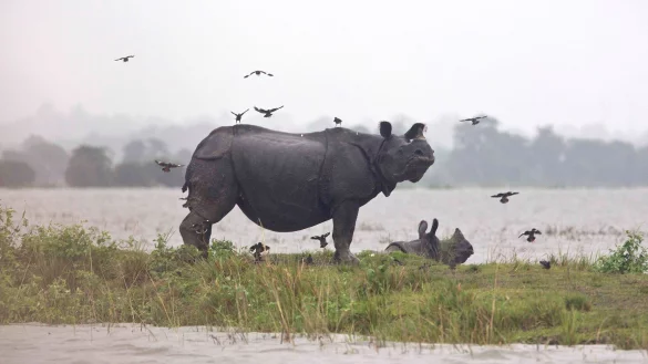 Weltweit gibt es nach Angaben von Tiersch&uuml;tzern nur noch rund 4000 Panzernash&ouml;rner, auch Wetterfolgen k&ouml;nnen gef&auml;hrlich f&uuml;r sie werden. - &copy; picture alliance / Anupam Nath/AP/dpa