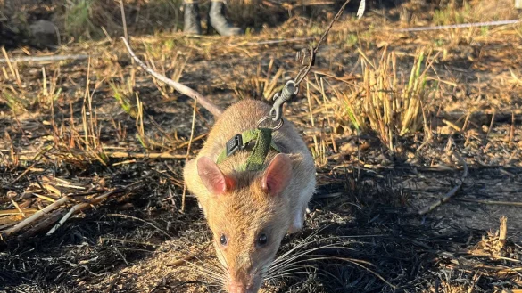 Ratte Baraka wittert auf einem Minenfeld nach vergrabenem Sprengstoff. - &copy; Kristin Palitza/dpa