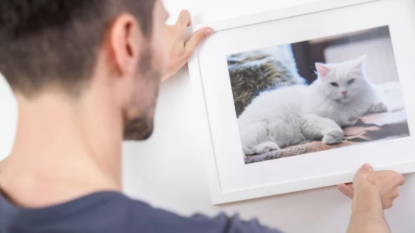 Kleine Katzengalerie gef&auml;llig? Wer die Lieblingsfotos nicht in den schier unendlichen Weiten heutiger Festplatten versenken will, kann sich die sch&ouml;nsten Motive als Wandschmuck gestalten. - &copy; Christin Klose/dpa-tmn/dpa