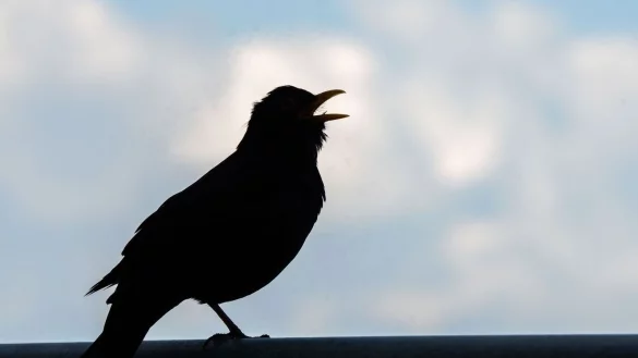 Wer bei der &laquo;Stunde der Gartenv&ouml;gel&raquo; mitmachen m&ouml;chte, beobachtet eine Stunde lang die V&ouml;gel im Garten, am Balkon, vor dem Fenster oder im Park. - &copy; Frank Rumpenhorst/dpa